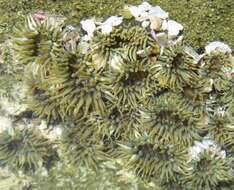 Image of aggregating anemone