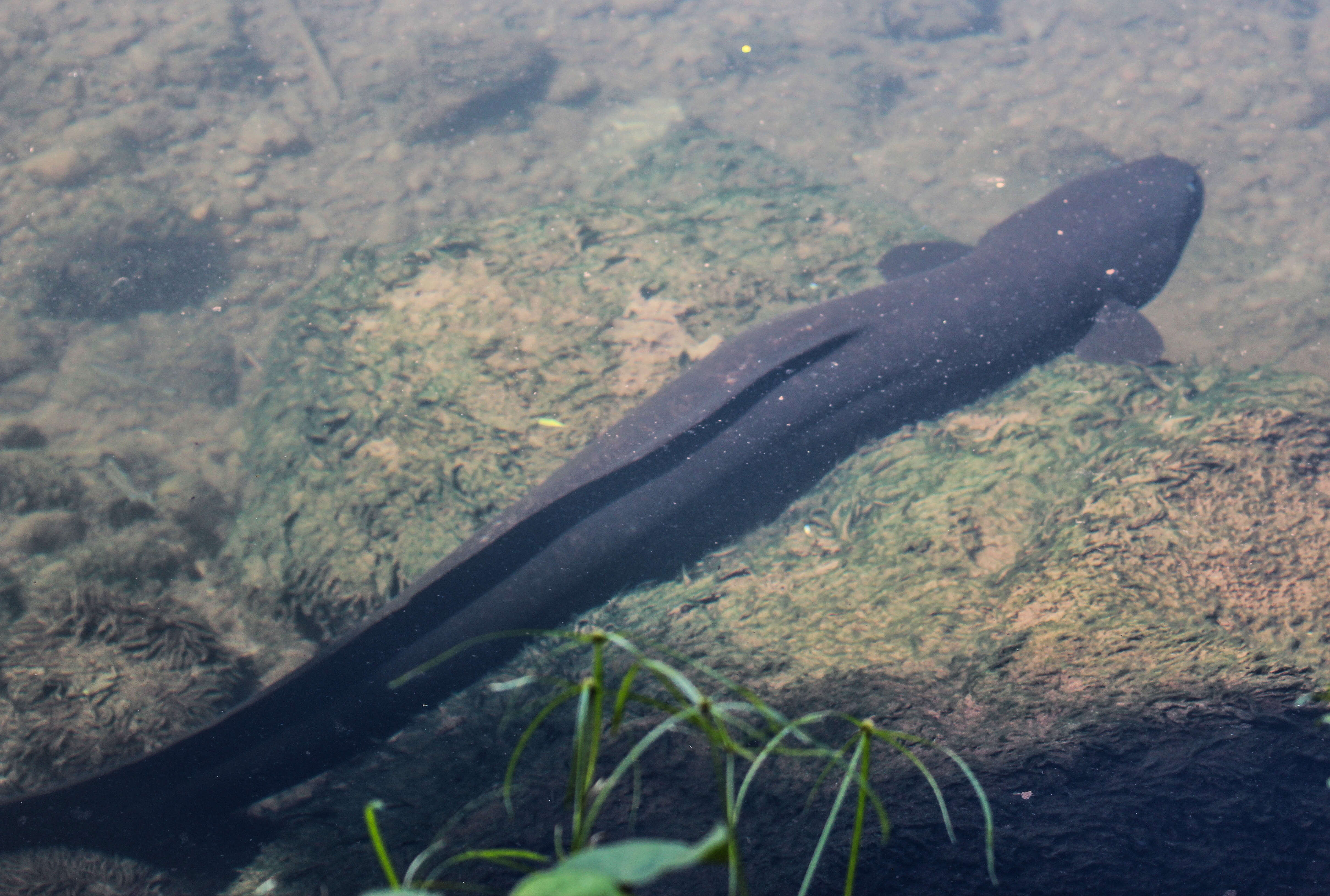 Image of freshwater eels