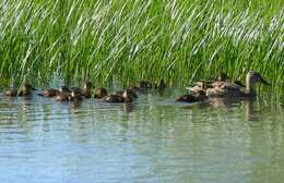 Image of Common Mallard