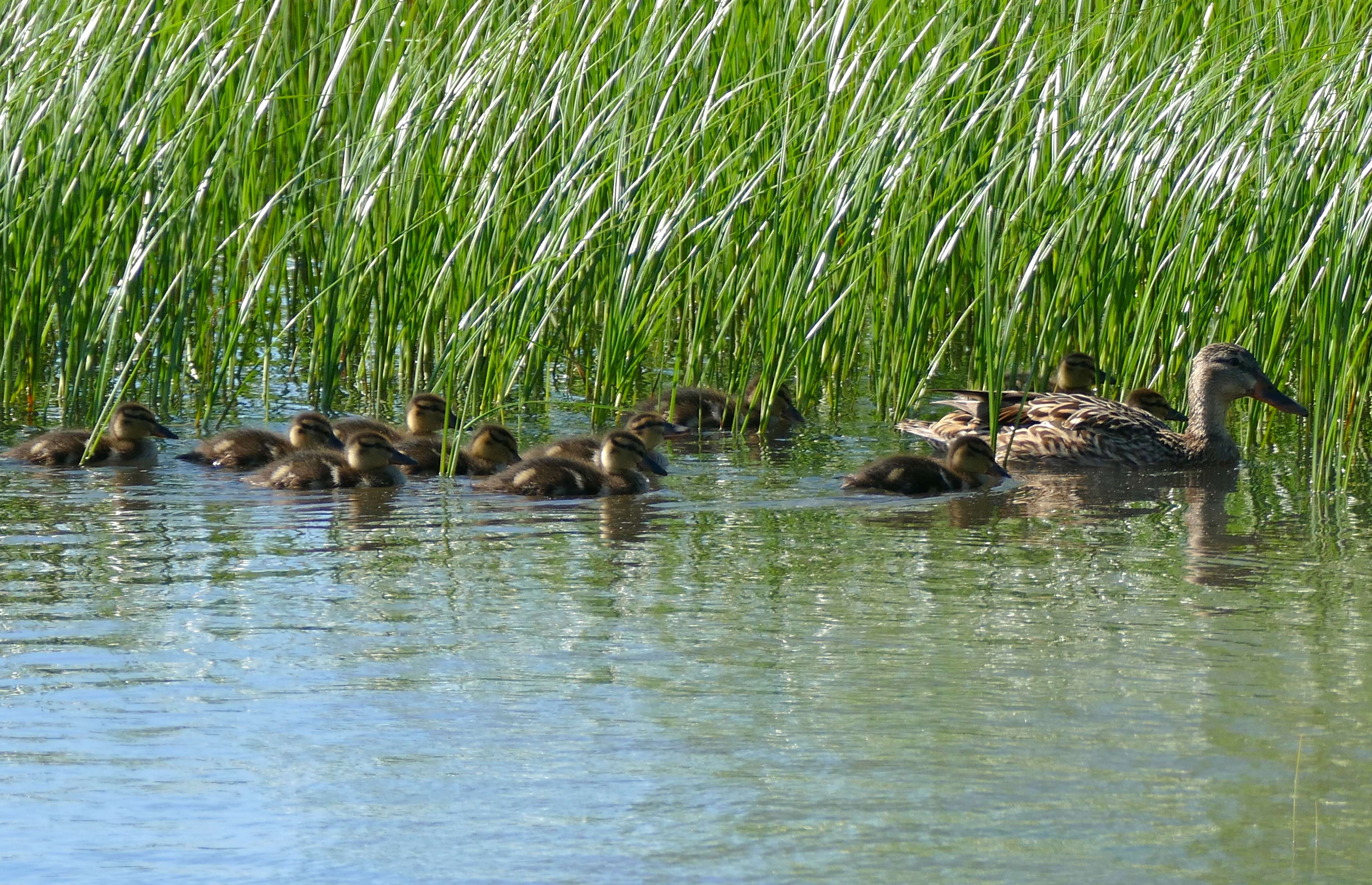 Image of Common Mallard