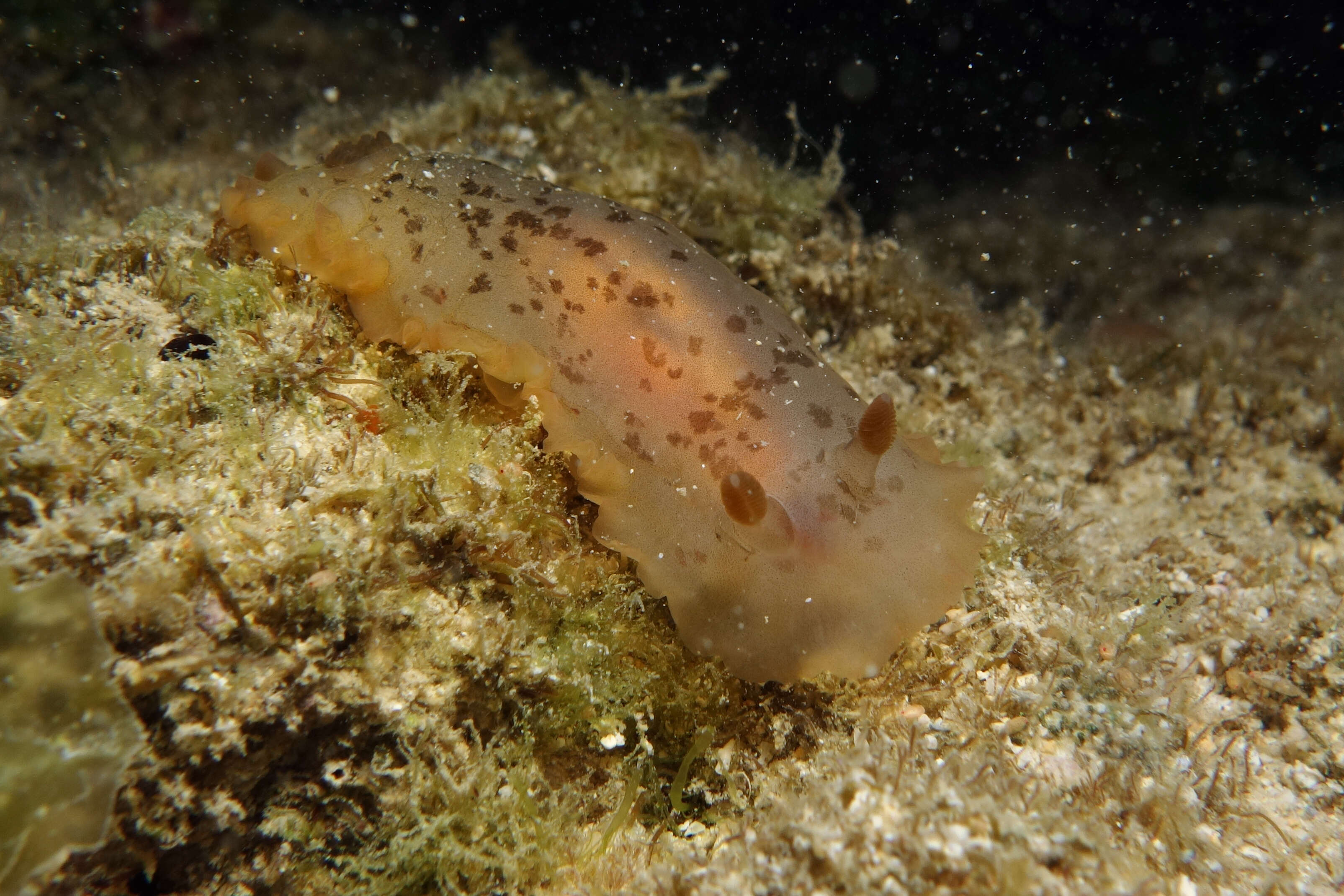 Image of Dendrodoris Ehrenberg 1831