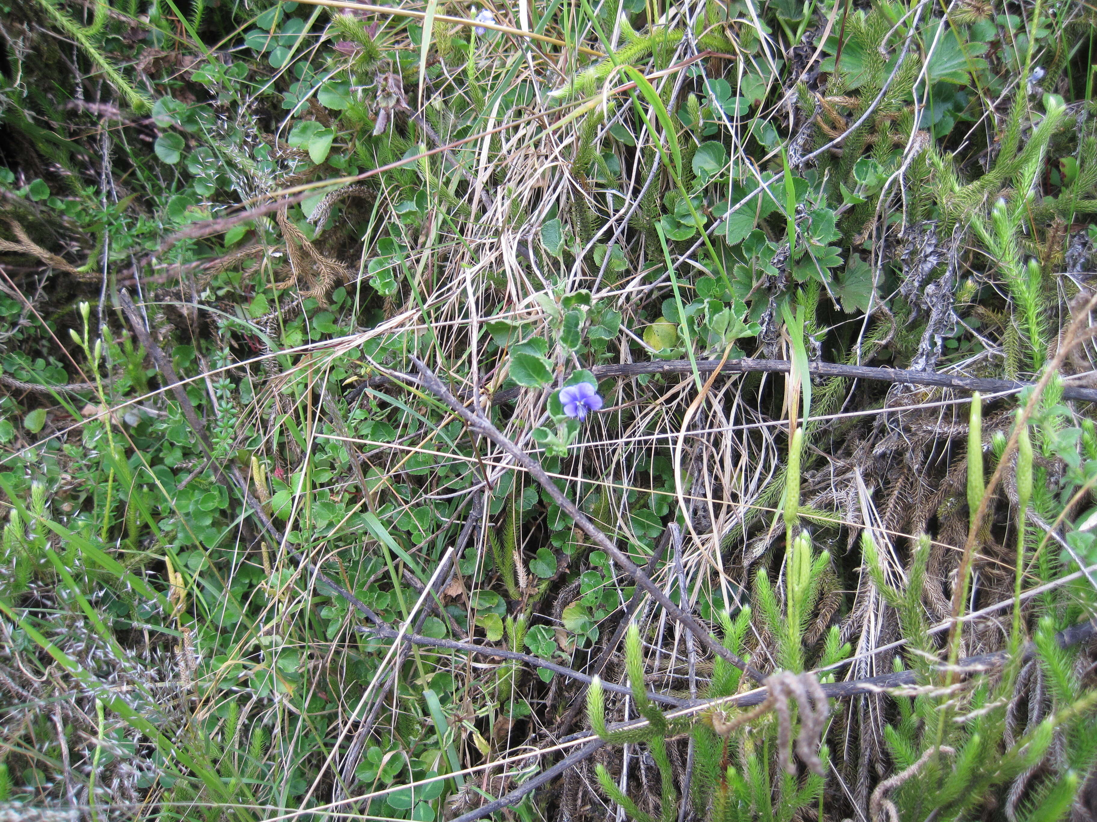 Image of Viola eminii (Engl.) Fries