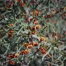 Image of Daviesia hakeoides subsp. hakeoides