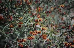 Image of Daviesia hakeoides subsp. hakeoides