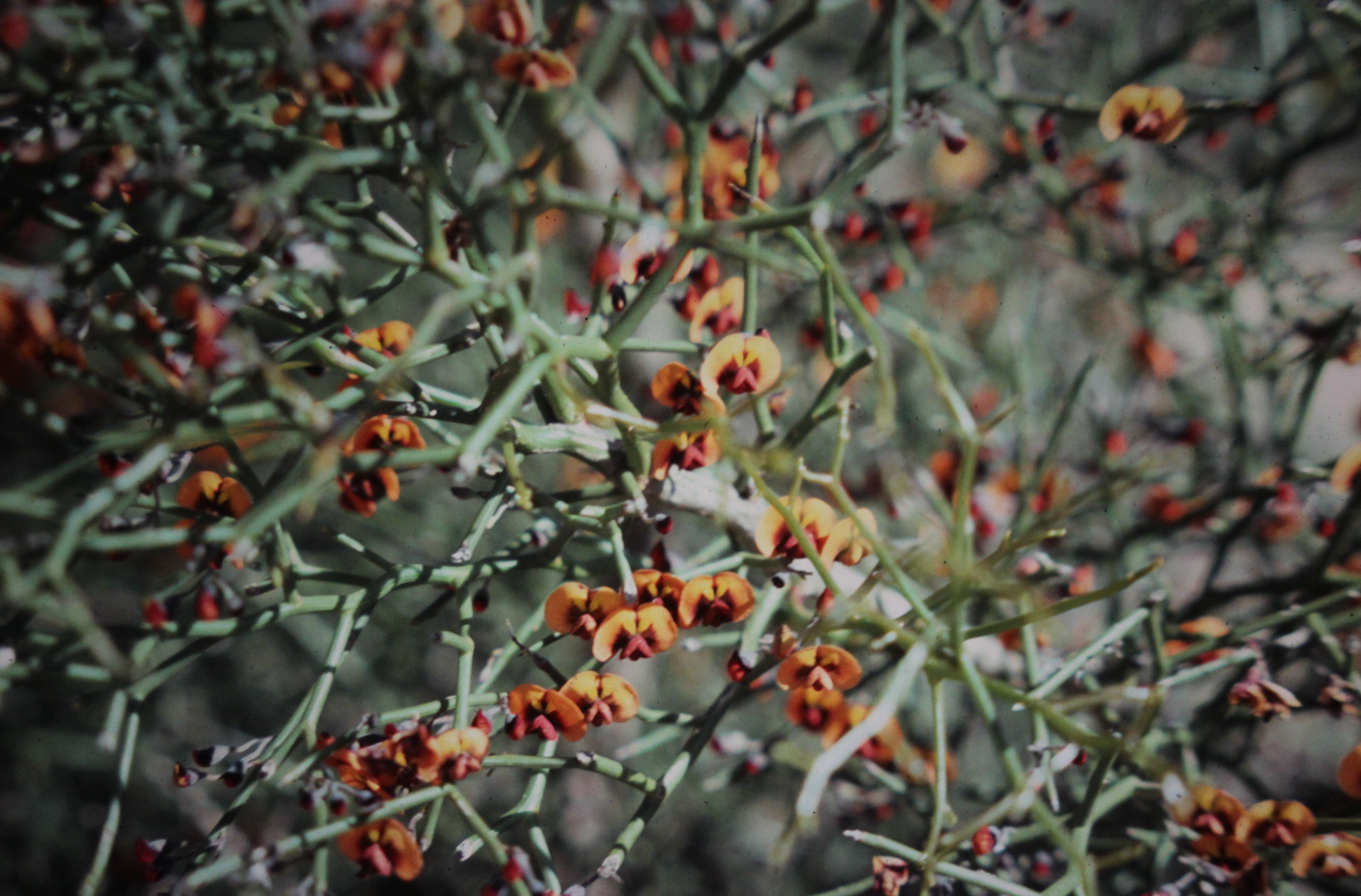 Image of Daviesia hakeoides subsp. hakeoides