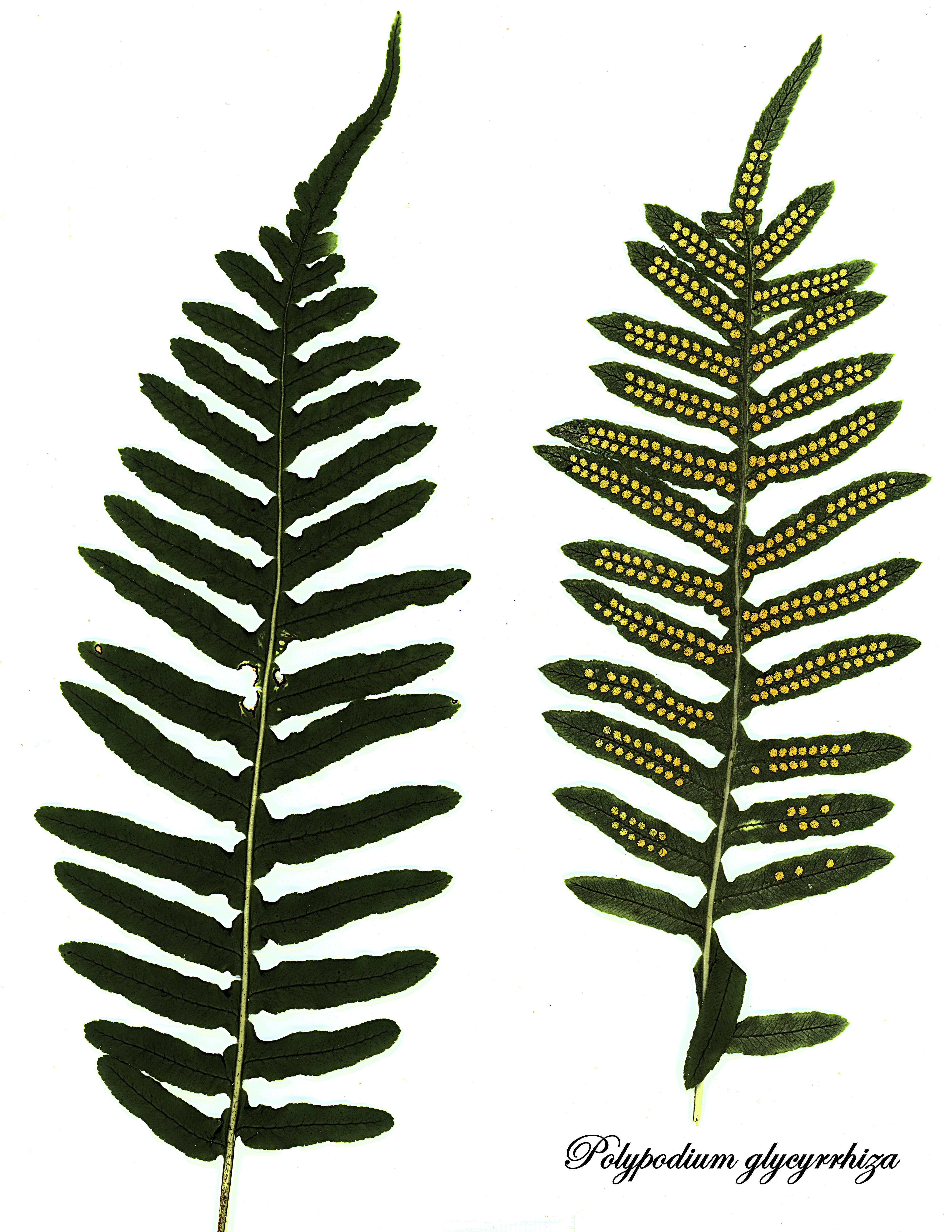 Image of polypody