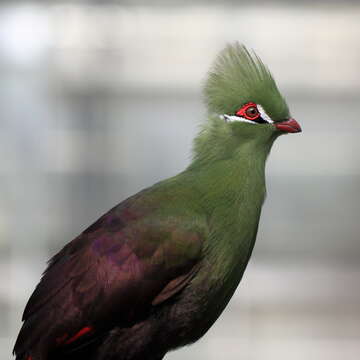 Image of Green Turaco