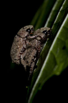 Imagem de Coleoptera