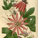 Image of Passiflora kermesina Link & Otto