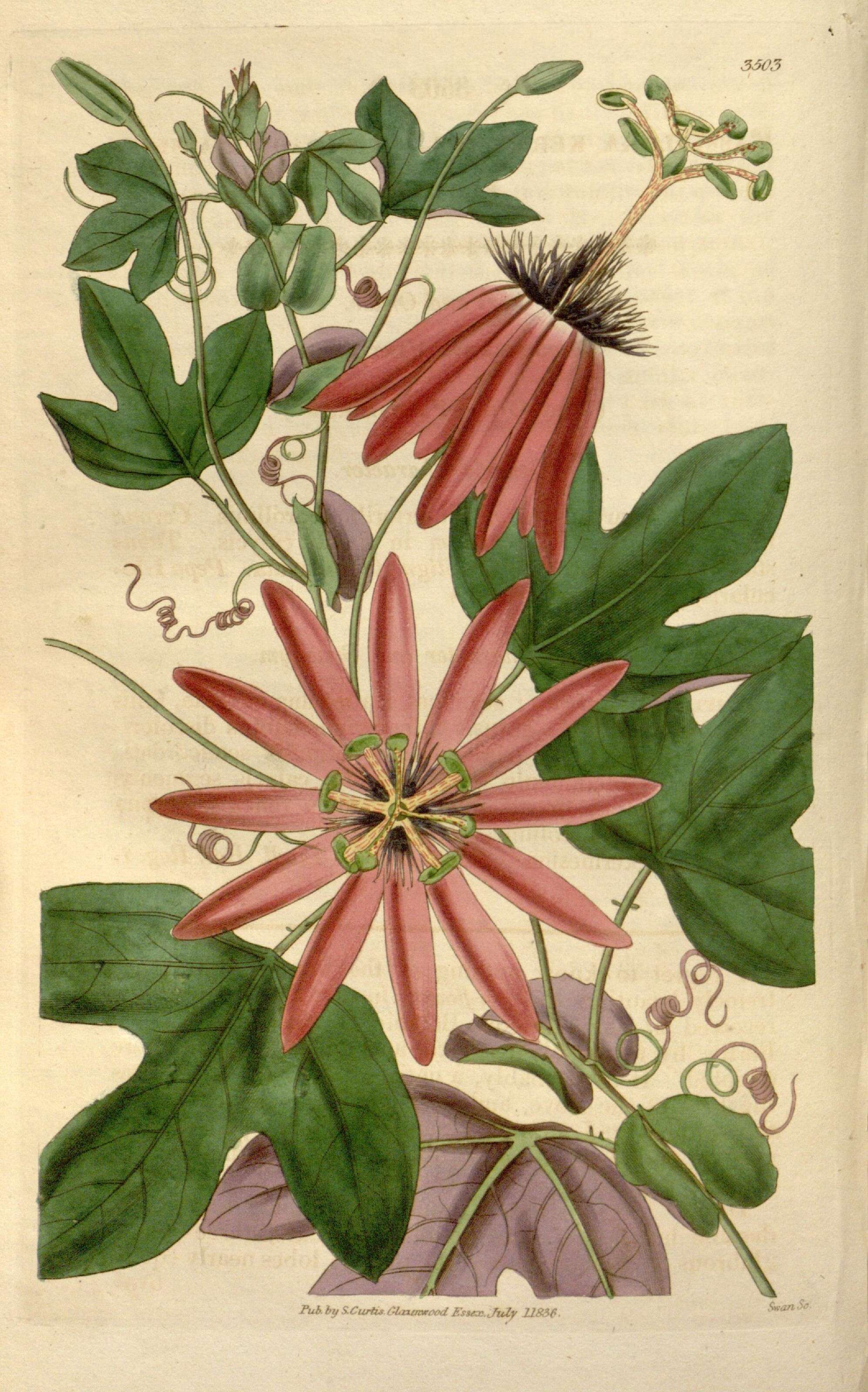 Image of Passiflora kermesina Link & Otto