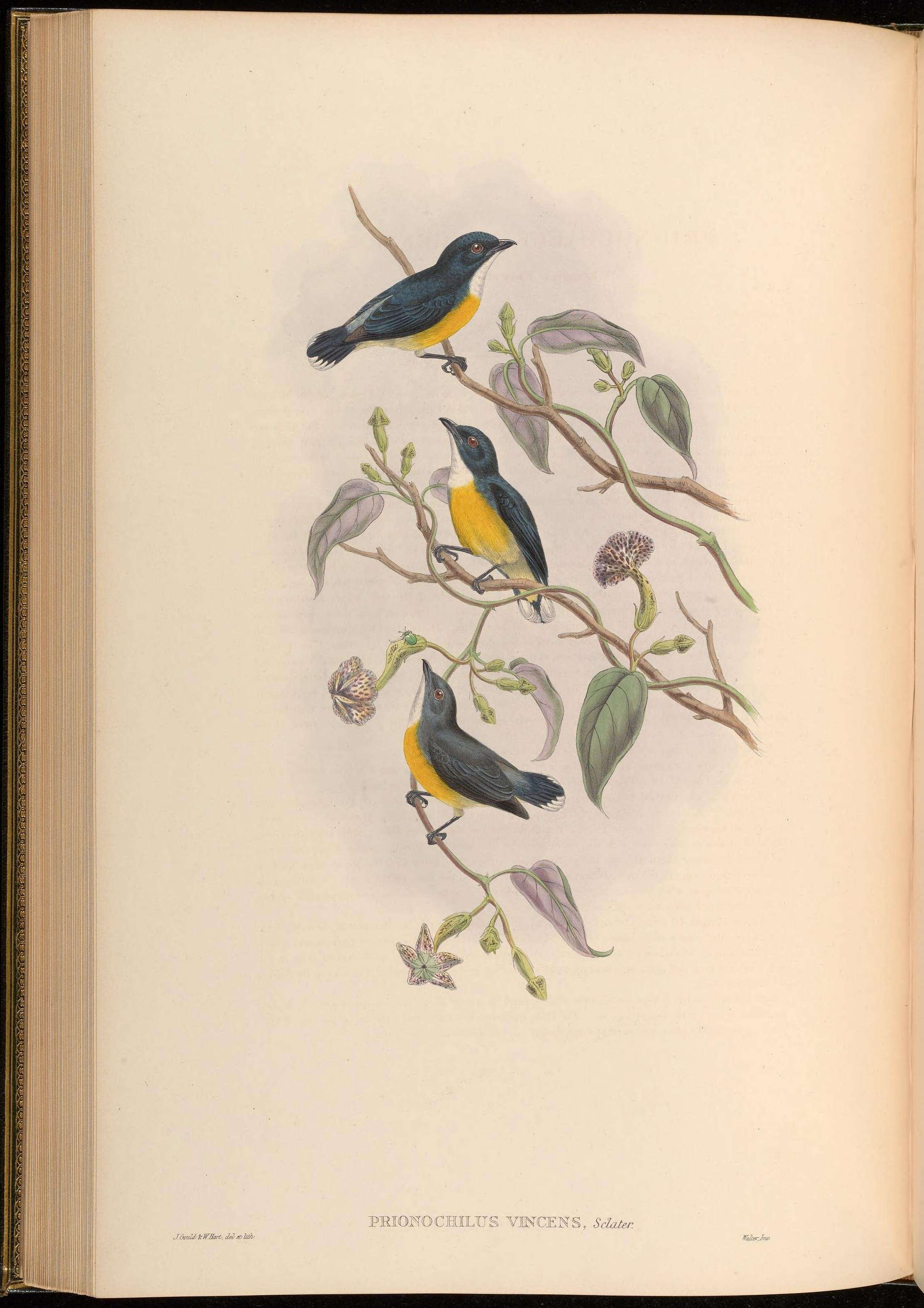 Image of Legge's Flowerpecker