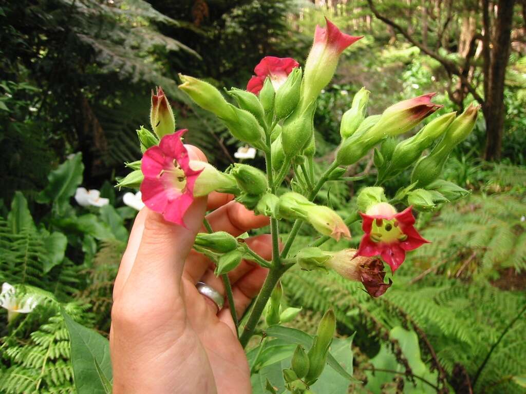 Image of tobacco