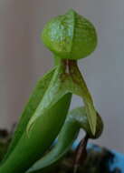 Image of California pitcherplant