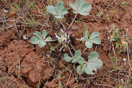 Image of Indian breadroot