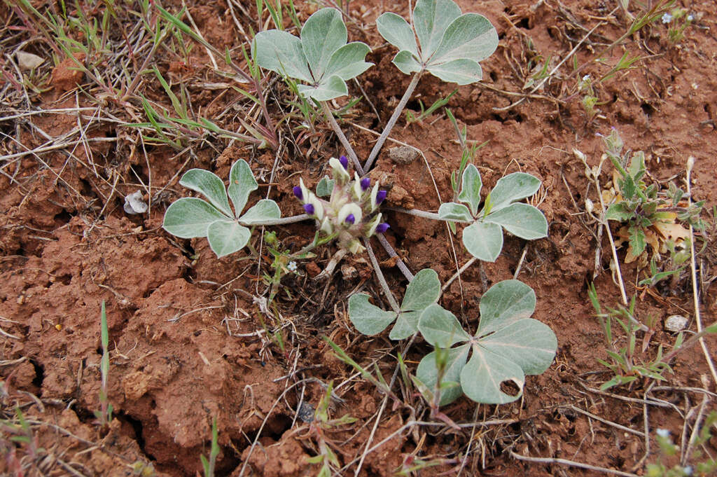 Image of Indian breadroot