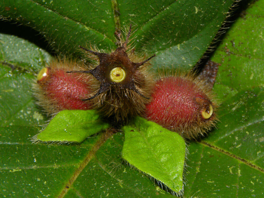 Image of Duroia costaricensis Standl.