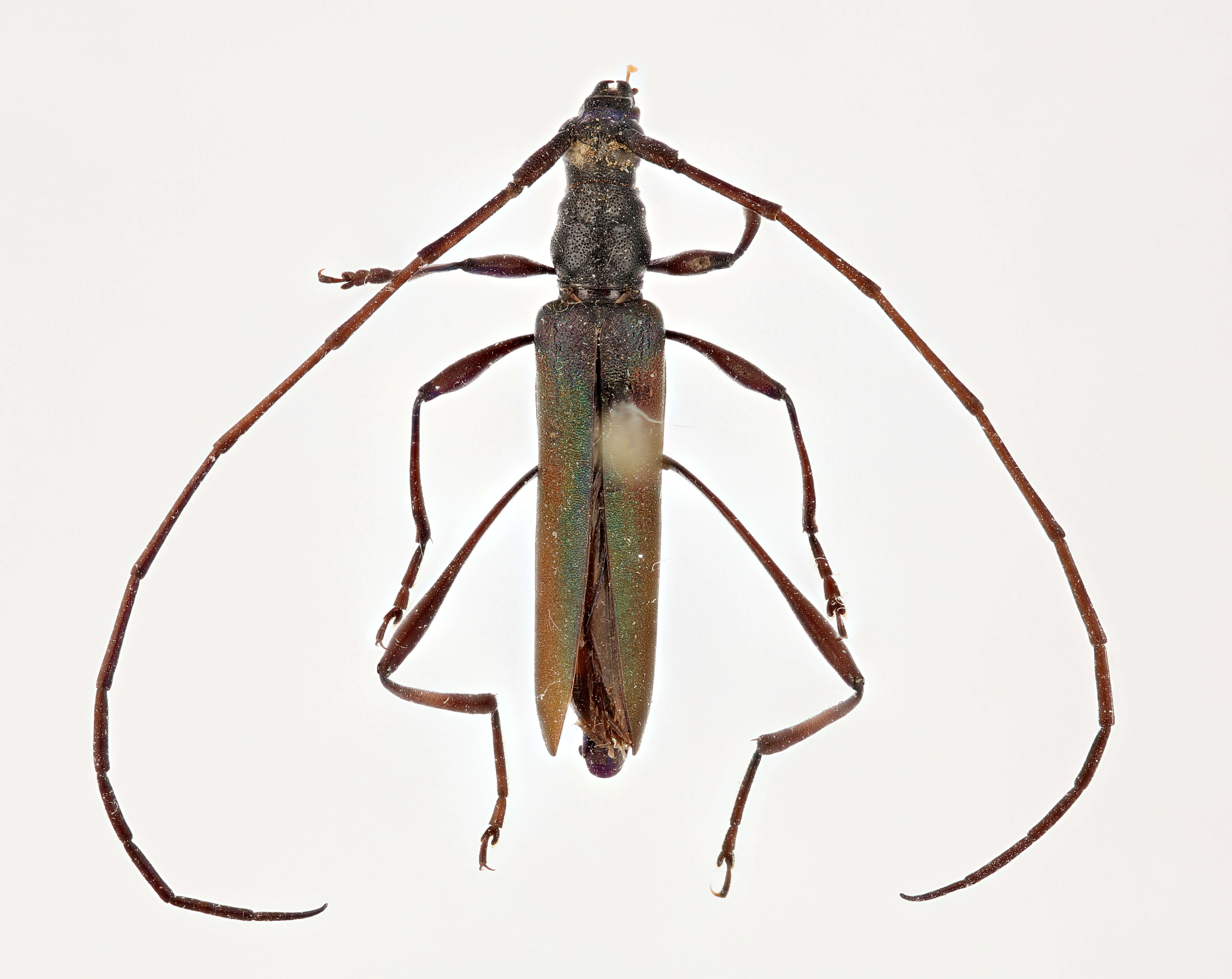 Image of Promeces aurolimbatus