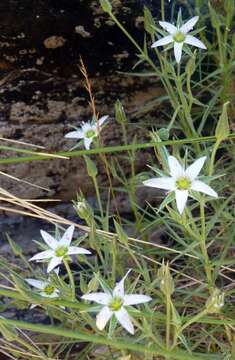 Image of Arenaria pungens Lag.