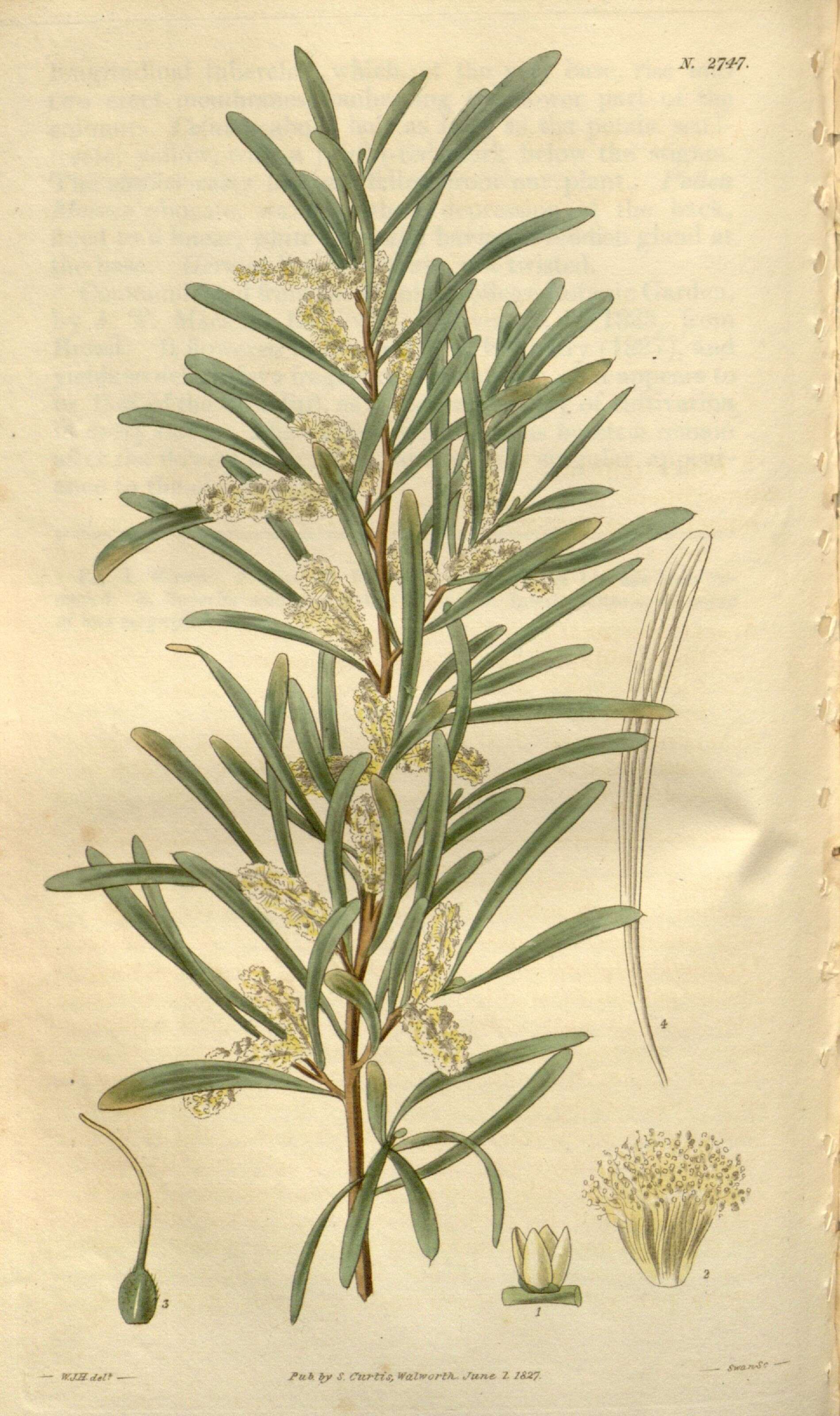 Слика од Acacia mucronata Willd. ex H. L. Wendl.