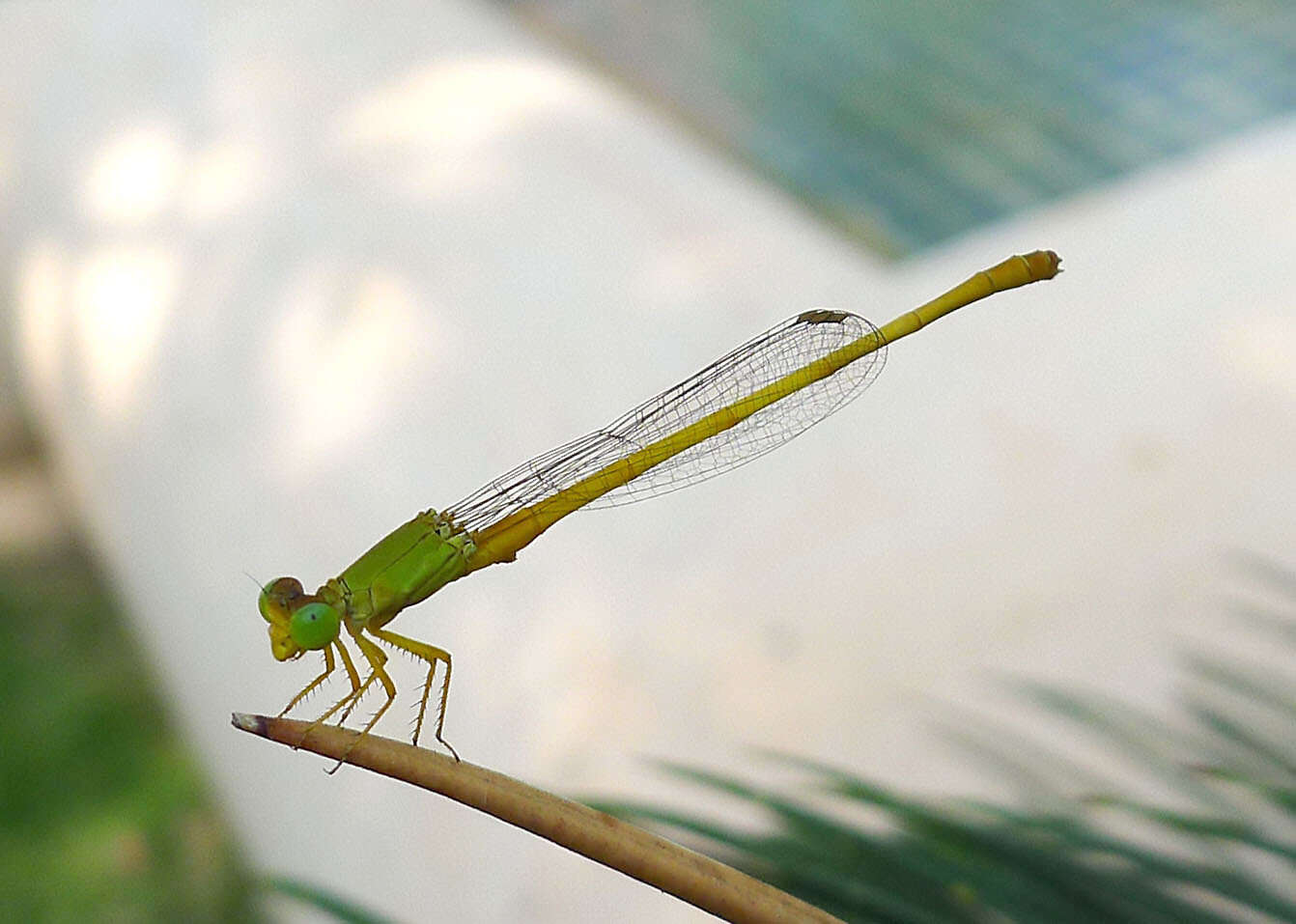 Image of Ceriagrion Selys 1876