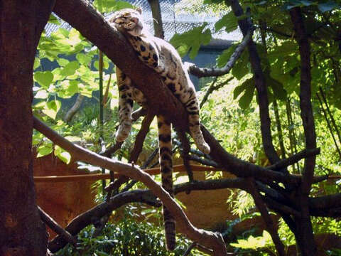 Image of clouded leopard