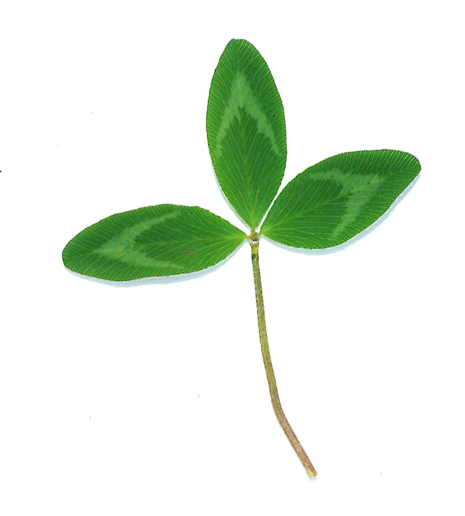 Image of clover