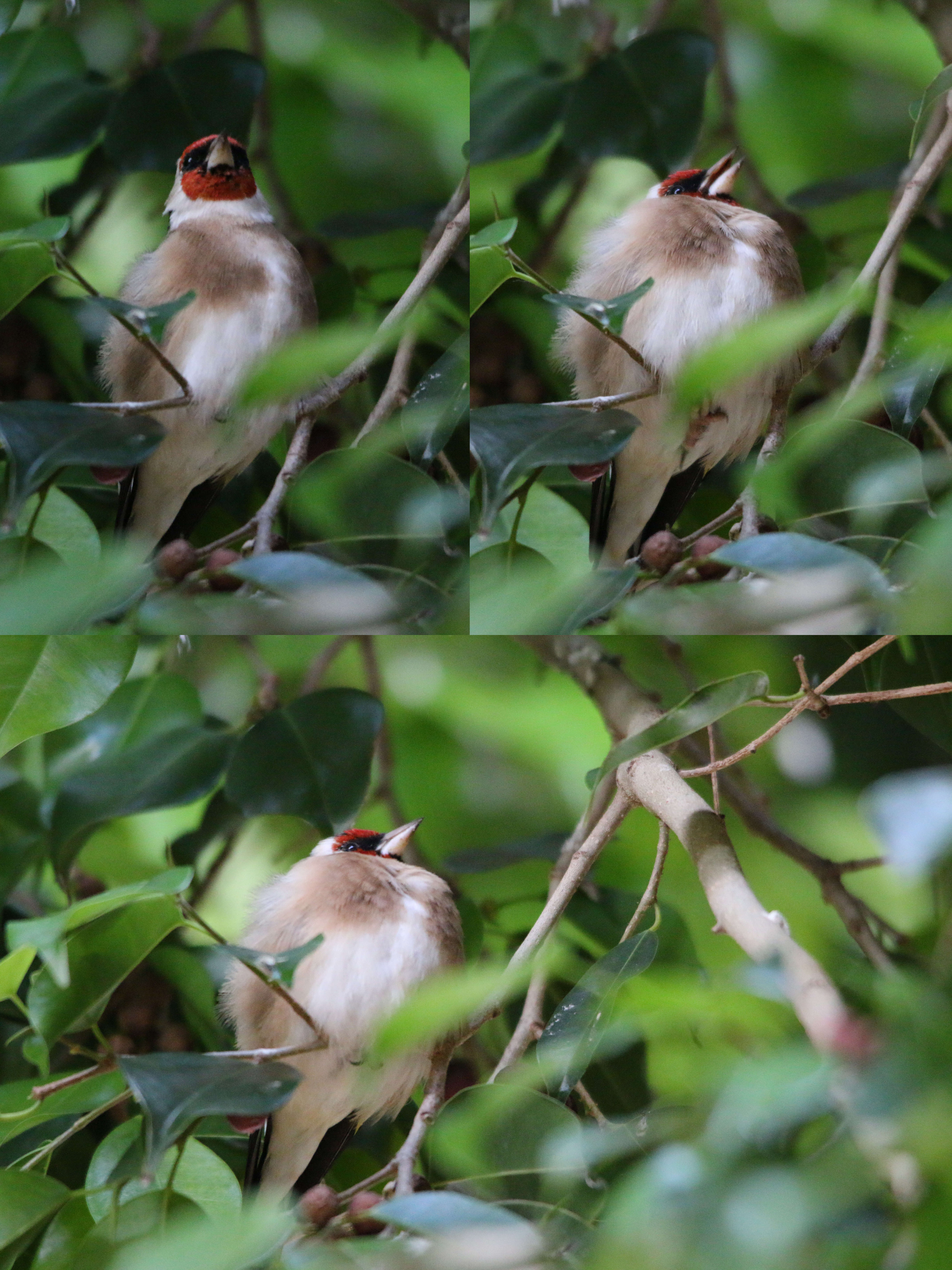 Carduelis carduelis parva Tschusi 1901的圖片