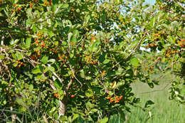 Image of Sandpaper bush