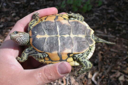 Image of Caspian turtle