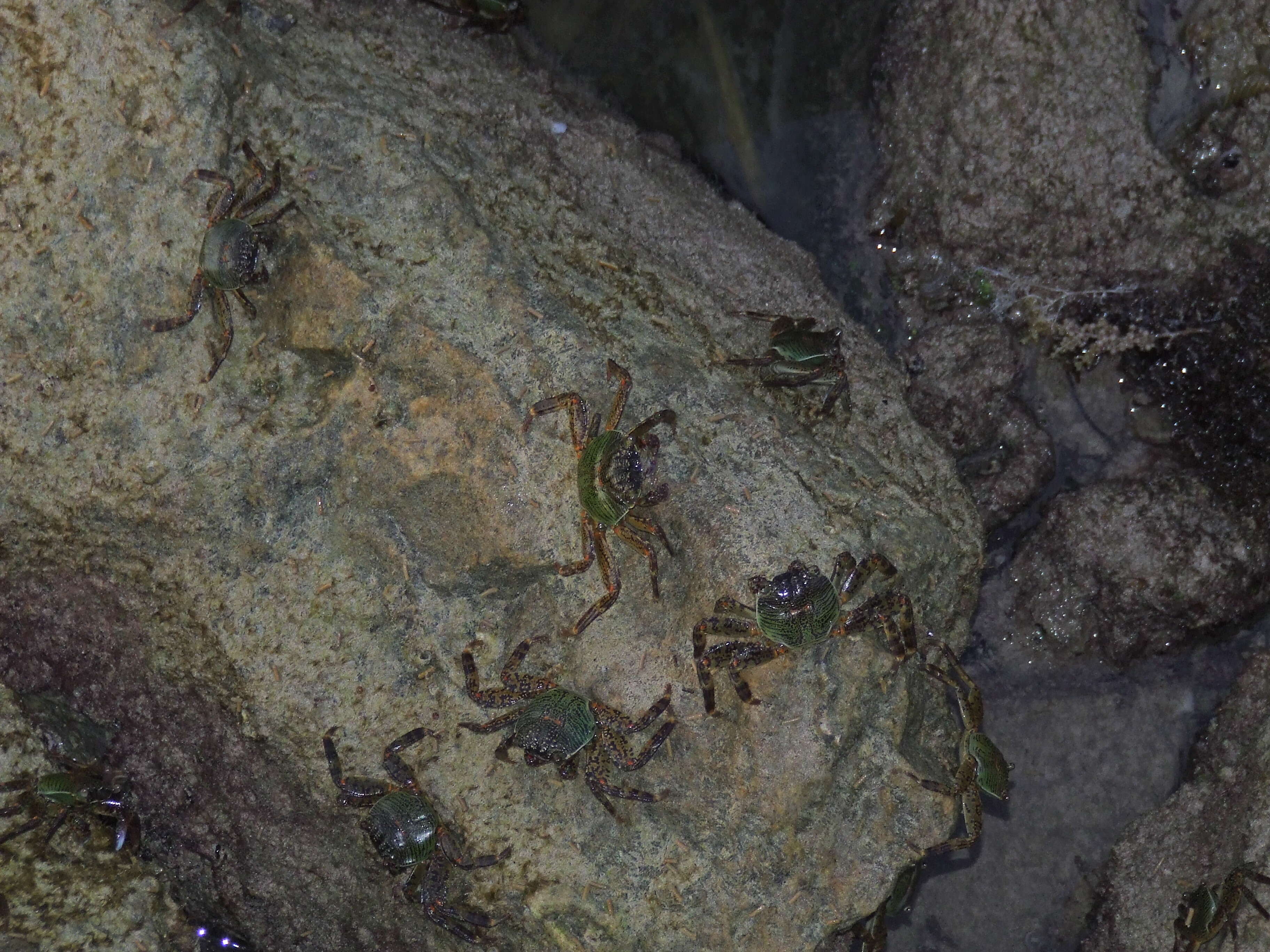 Image of marsh crabs, shore crabs, and talon crabs