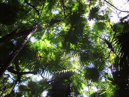 Image of Puerto Rico silver palm