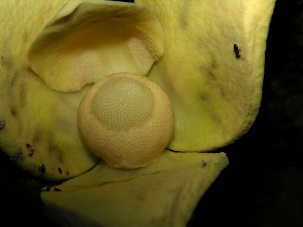 Image of soursop