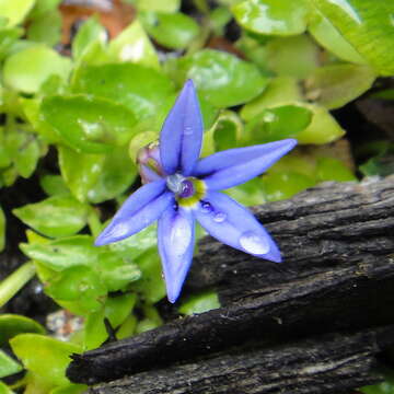 Image de Lobelia pedunculata R. Br.