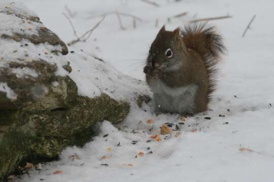 Image of pine squirrel