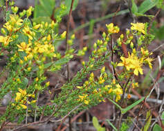 Image of Atlantic St. John's-Wort