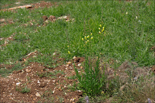 Imagem de Verbascum blattaria L.