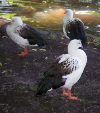 Image of Sheldgoose