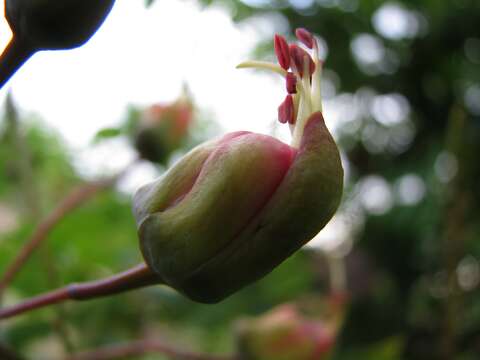 صورة Caesalpinia kauaiensis H. Mann