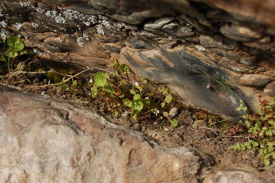 Image of miner's lettuce