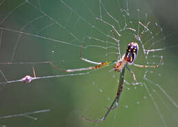 Image of Leucauge argyra (Walckenaer 1841)