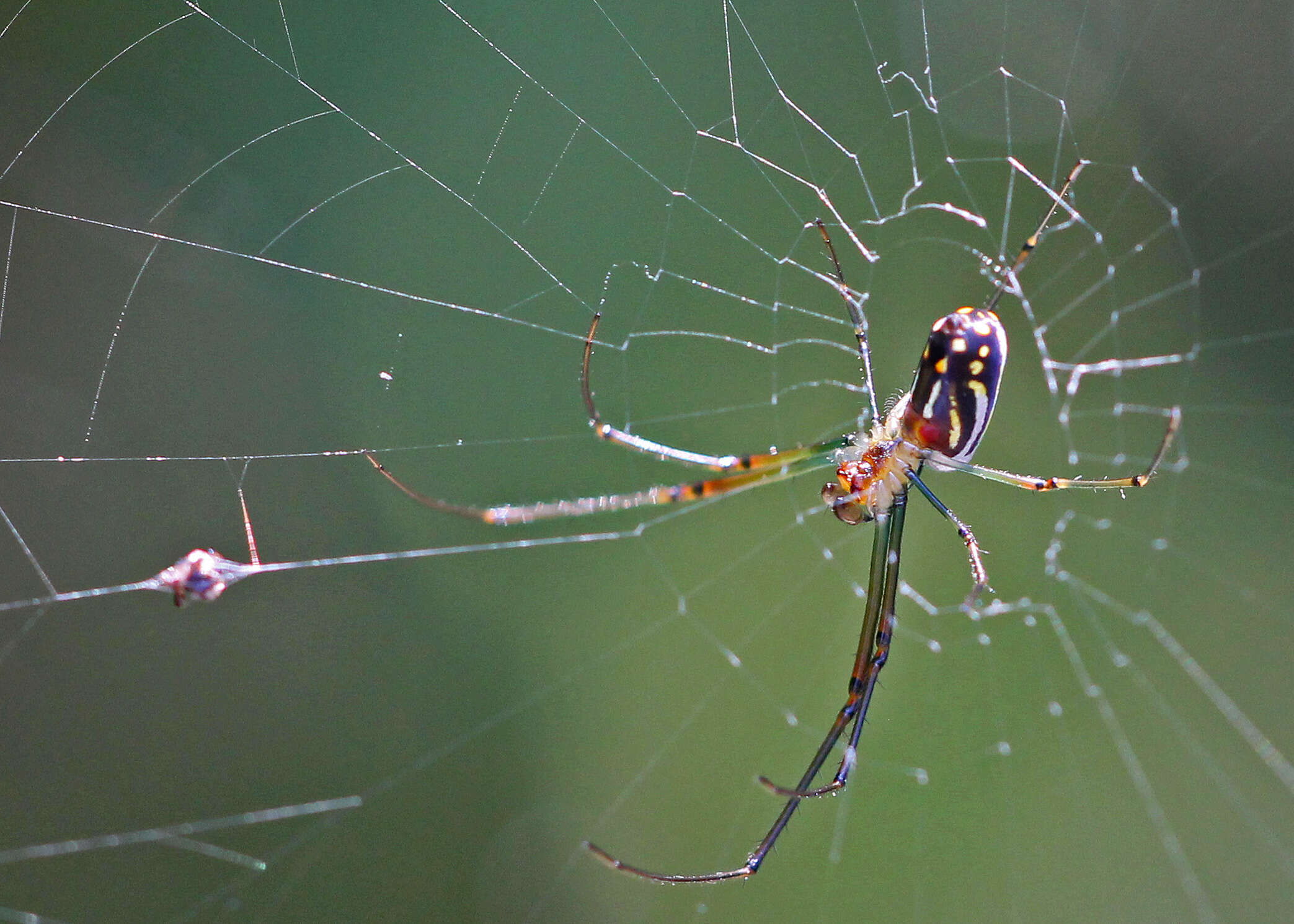 Image of Leucauge argyra (Walckenaer 1841)