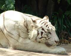 Image of big cats