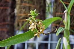 Image of Prosthechea guttata (Schltr.) Christenson