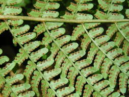 Image of marginal woodfern