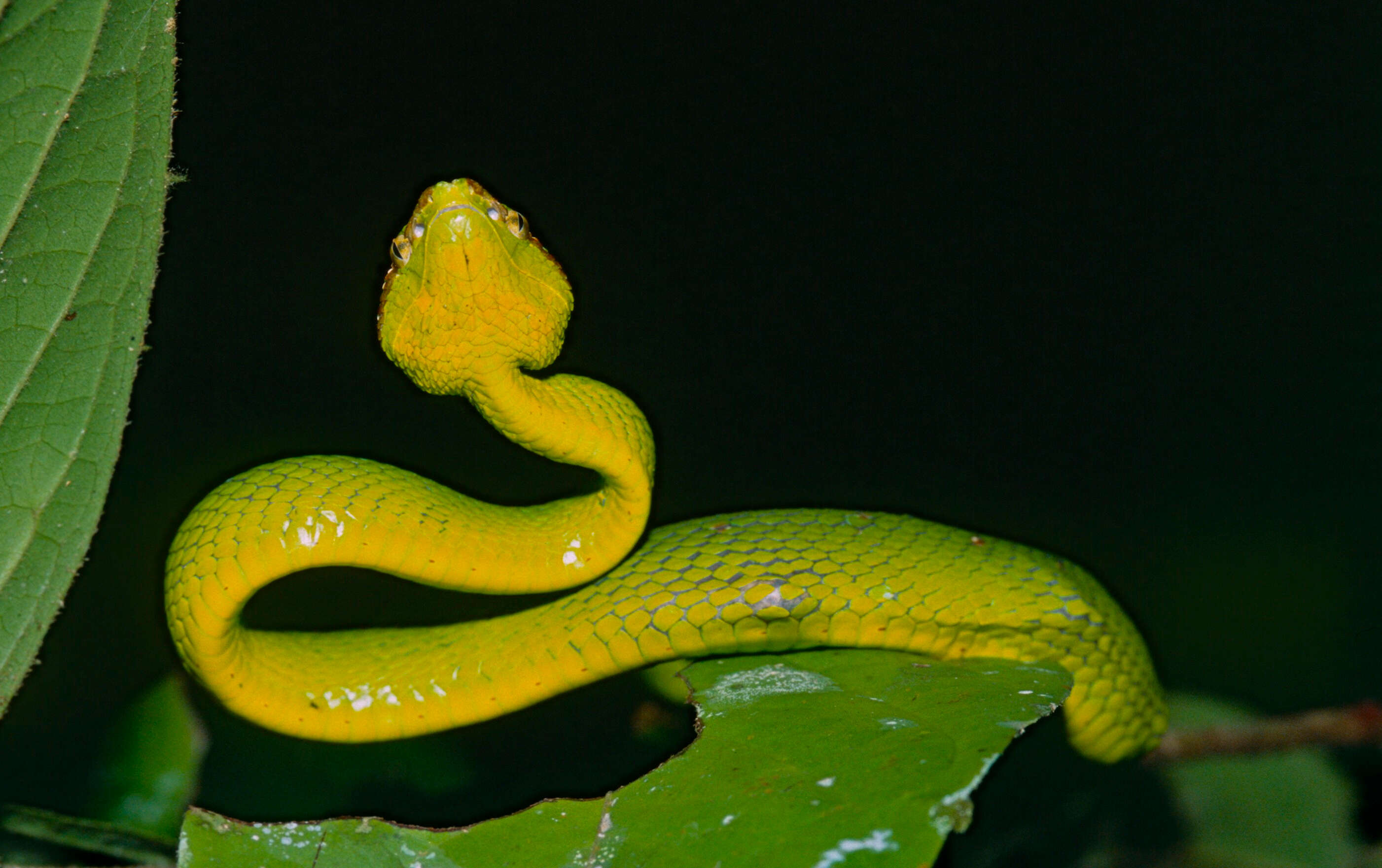 Image of Bornean Keeled Green Pit Viper