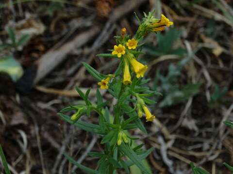 Plancia ëd Lithospermum cobrense Greene