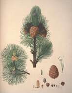 صورة Pinus cembra L.