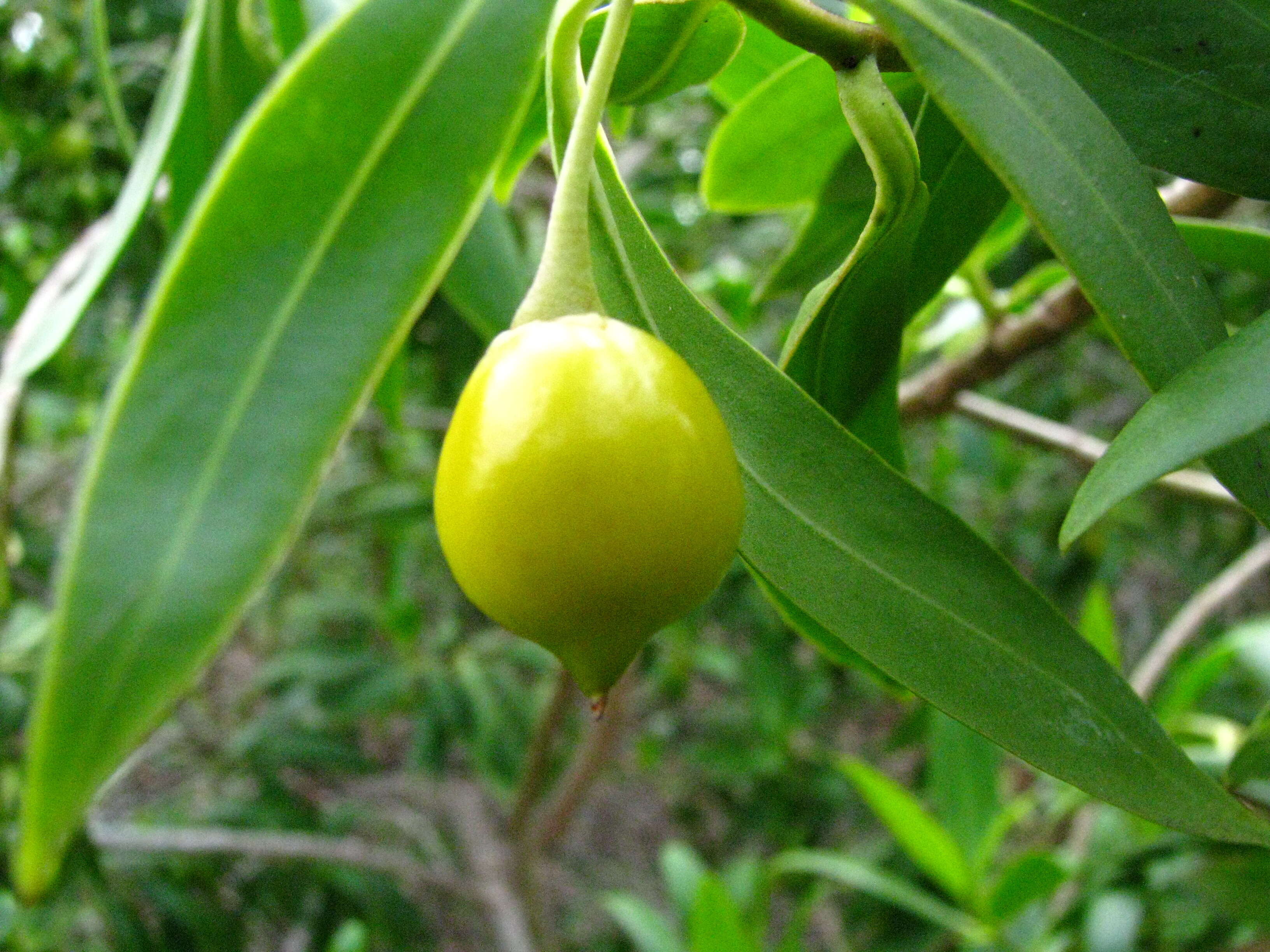 Image de Bontia daphnoides L.