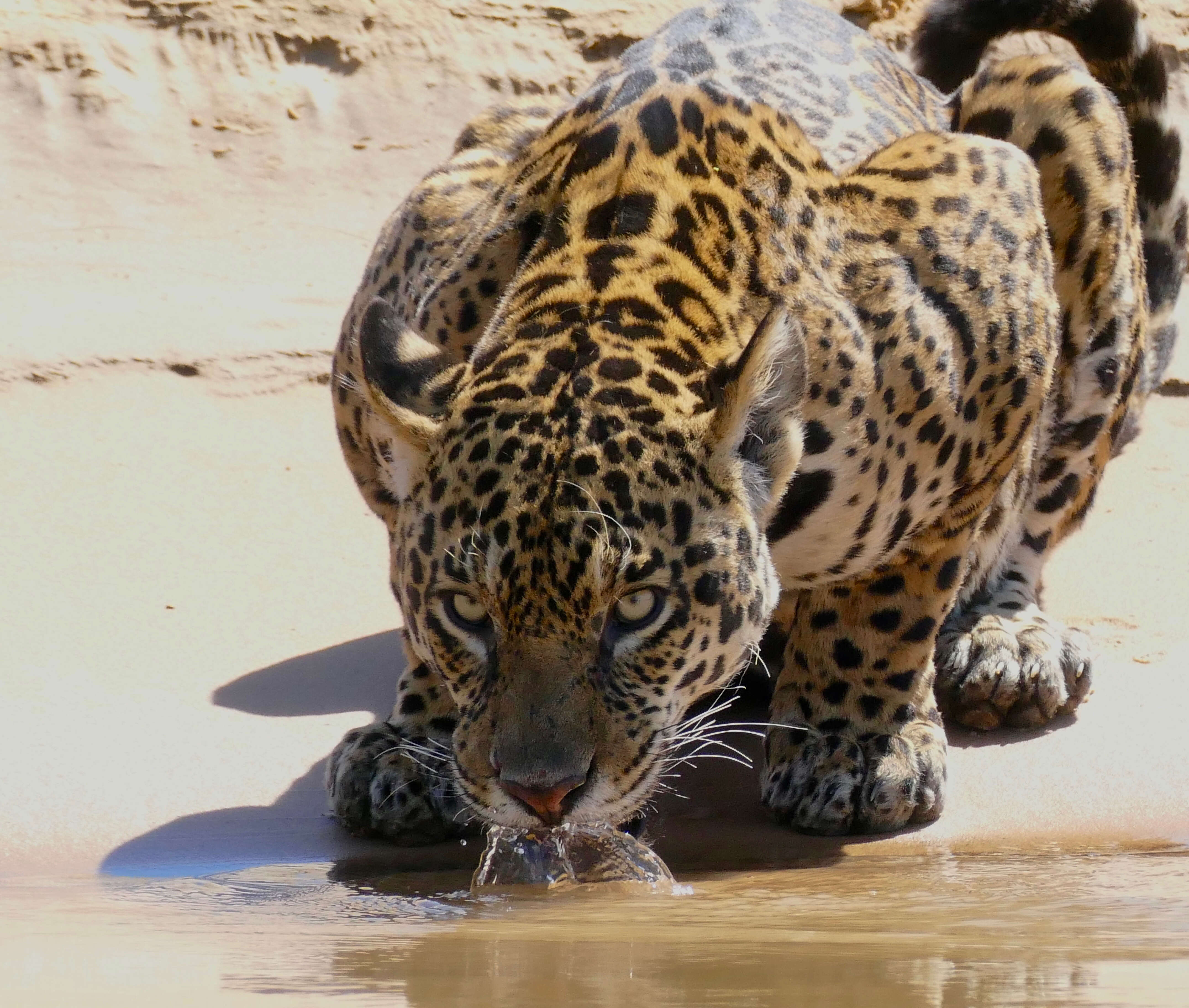 Image of Jaguar