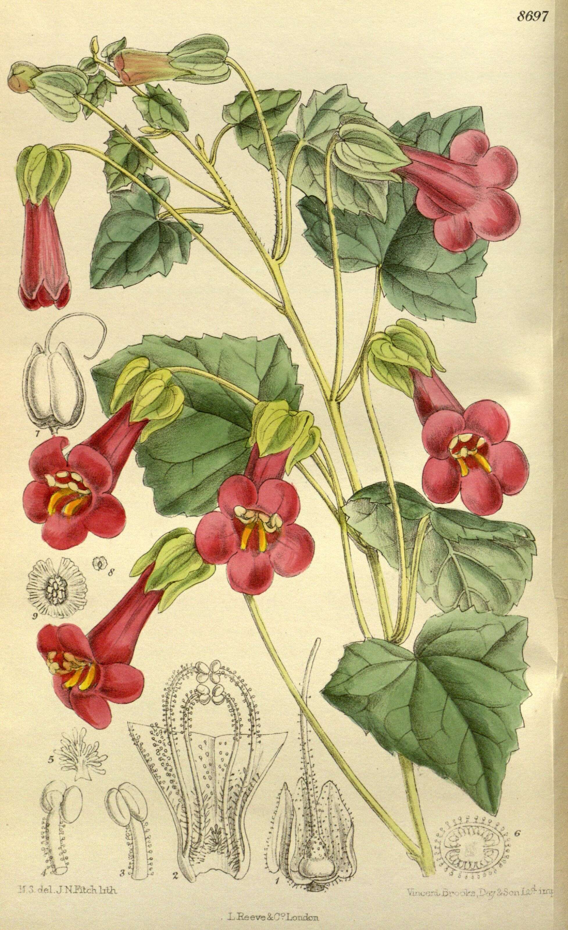 Image of lophospermum